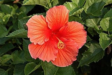 《勇者斗恶龙10离线版》新情报公开 水之民族维蒂族介绍